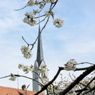 KOE-Kirschenbl__te 24_jpg-1271955218