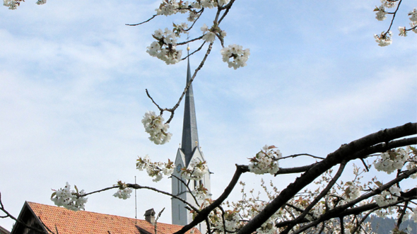 KOE-Kirschenbl__te 24_jpg-1271955218