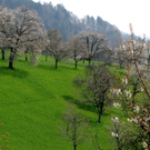 KOE-Kirschenbl__te 25_jpg-1271955249