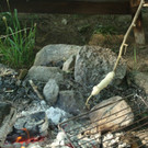 Kochen im Wald!
