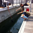 Bilder der Krähenrettung