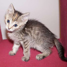 Flora: Zartes Tigermädchen hätte gern ein schönes Zuhause