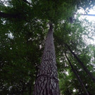 P1850570.JPG