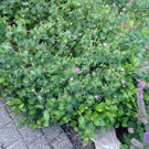 P1850615.JPG