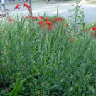 P1850616.JPG