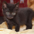 Henry: Kleines schwarzes Fellknäuel wünscht sich Zuhause