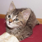 Hermine: Herziges Tiger-Mädchen auf der Suche nach gutem Platz