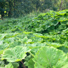 KOE_Wandertipp Brand-Sarotla 2.jpg