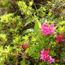 KOE_Wandertipp Brand-Sarotla 23.jpg