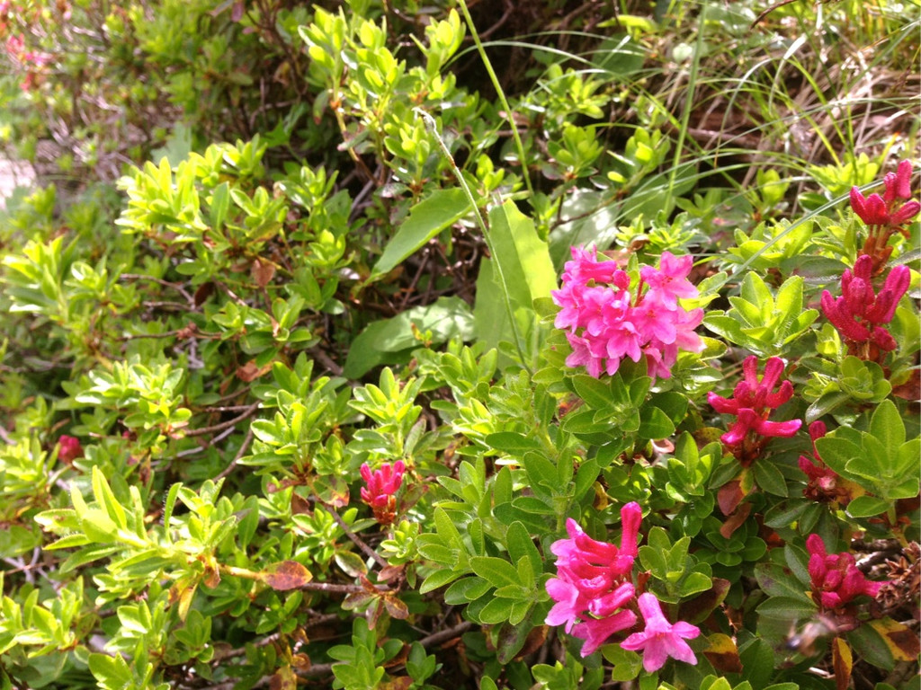 KOE_Wandertipp Brand-Sarotla 23.jpg