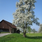Fr__hling Hochstammkulturen _3_.jpg