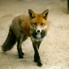 KOE_Eroeffnung Fuchsgehege Wildpark 11.jpg