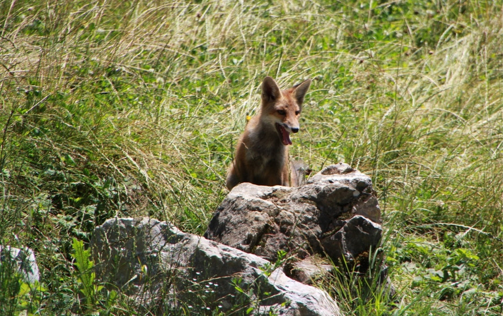 KOE_Eroeffnung Fuchsgehege Wildpark 13.jpg