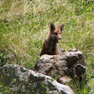 KOE_Eroeffnung Fuchsgehege Wildpark 13.jpg