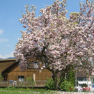 Fr__hling Hochstammkulturen _4_.jpg