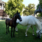 Lipizzaner auf Ausflug: Pferde-Kindergarten im Wiener Burggarten