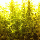 Schusswaffen und Marihuana-Pflanzen bei WEGA-Einsatz in Wien gefunden
