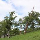 IMG_3932.JPG