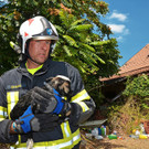 Tierkadaver-Bergung in NÖ - lebende Schafe und Lamm gerettet