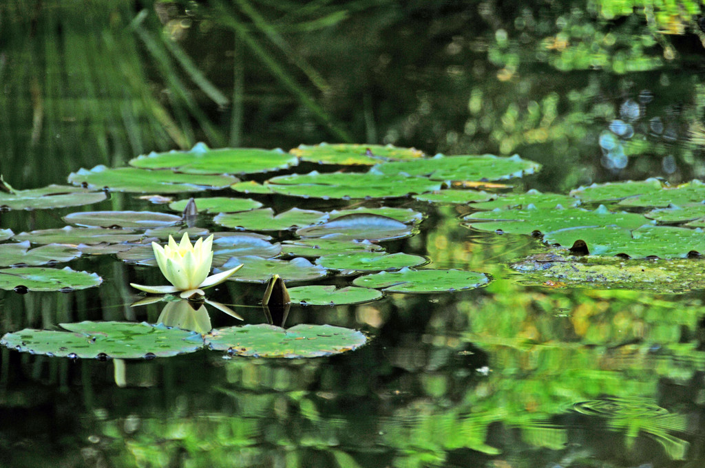 Dorffest 06-07-2014 80.jpg