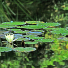 Dorffest 06-07-2014 80.jpg