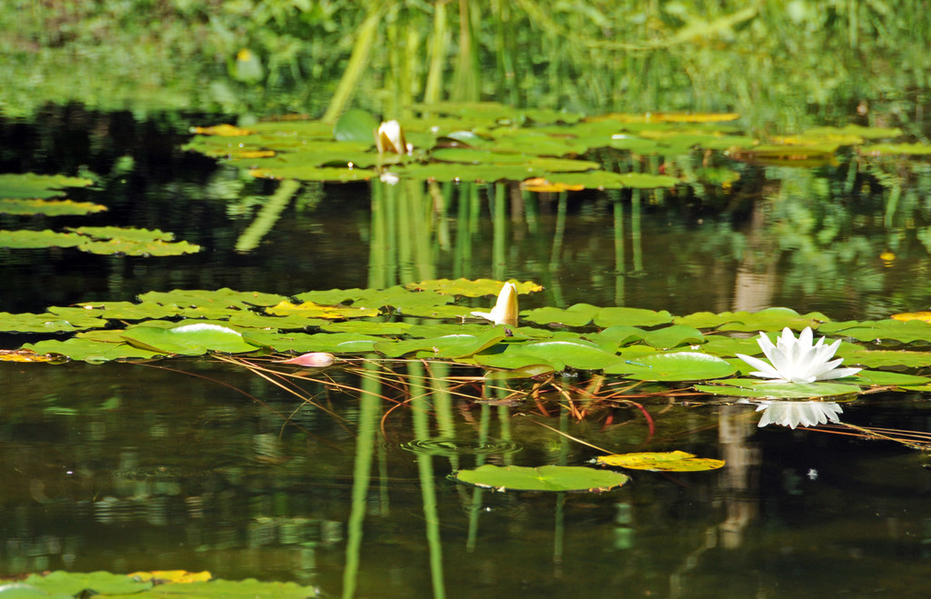 Dorffest 06-07-2014 82.jpg