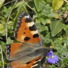 _DSC07930010_JPG-1272048233