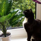 Claudia: Schwarz-weiße Katzenlady wünscht sich Daheim