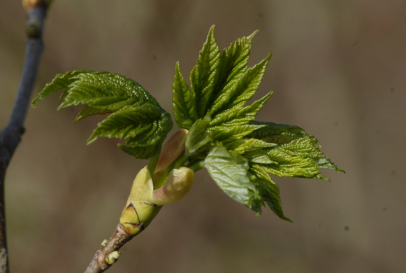 _DSC07500015_JPG-1272050123