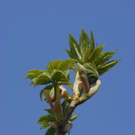 _DSC07510016_JPG-1272050144
