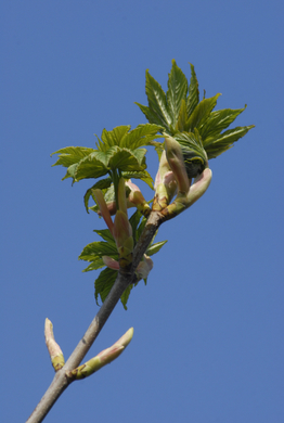 _DSC07510016_JPG-1272050144