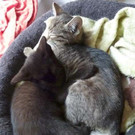 Didi und Dodo: Katzenschwesterchen suchen zusammen ein Heim