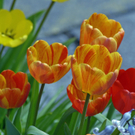 _DSC00330011_JPG-1272050967