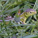 _DSC00560015_JPG-1272051137