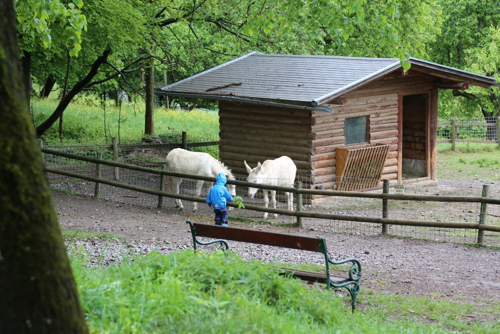 KOE_Barokesel Nachwuchs Wildpark 1.jpg