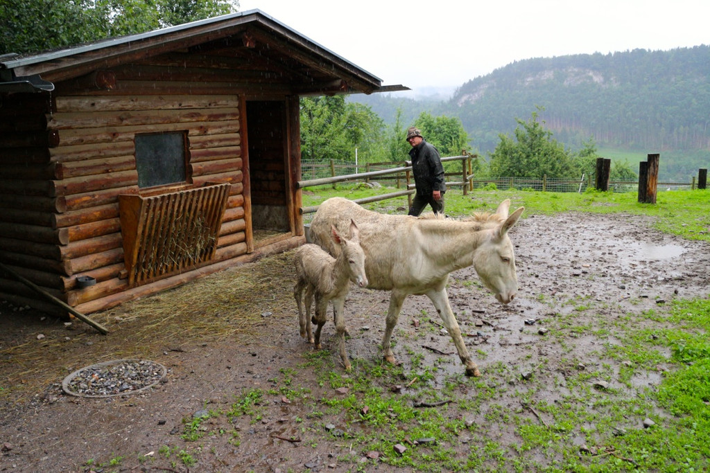 KOE_Barokesel Nachwuchs Wildpark 4.jpg