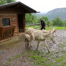 KOE_Barokesel Nachwuchs Wildpark 4.jpg