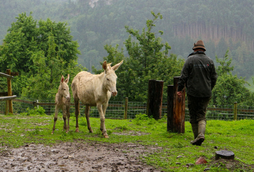 KOE_Barokesel Nachwuchs Wildpark 5.jpg
