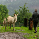 KOE_Barokesel Nachwuchs Wildpark 5.jpg