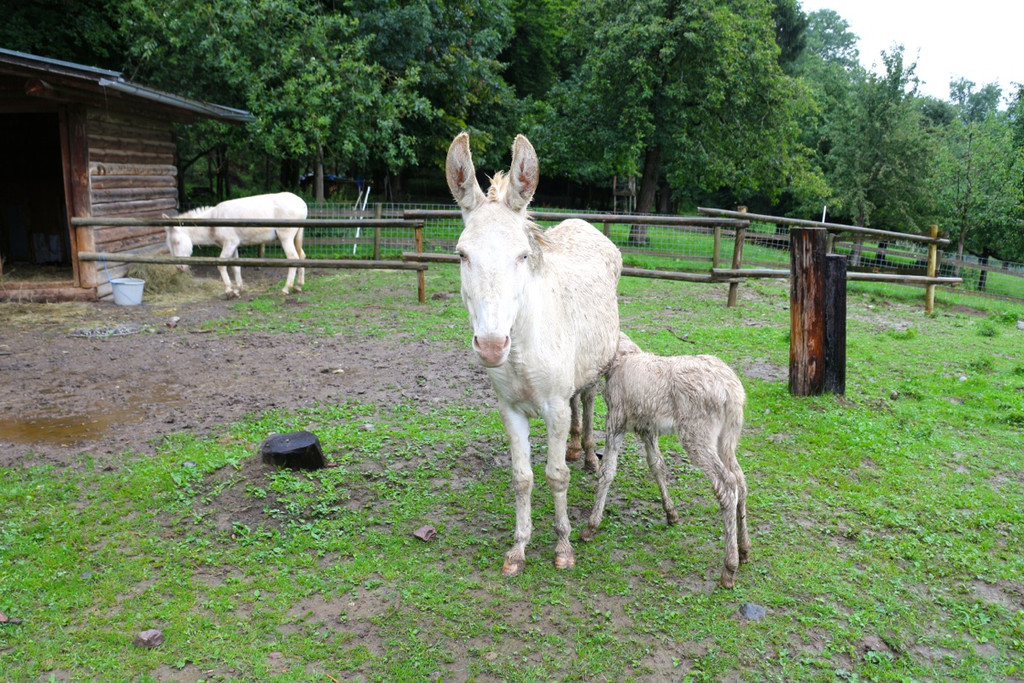 KOE_Barokesel Nachwuchs Wildpark 7.jpg