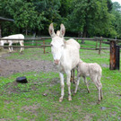 KOE_Barokesel Nachwuchs Wildpark 7.jpg