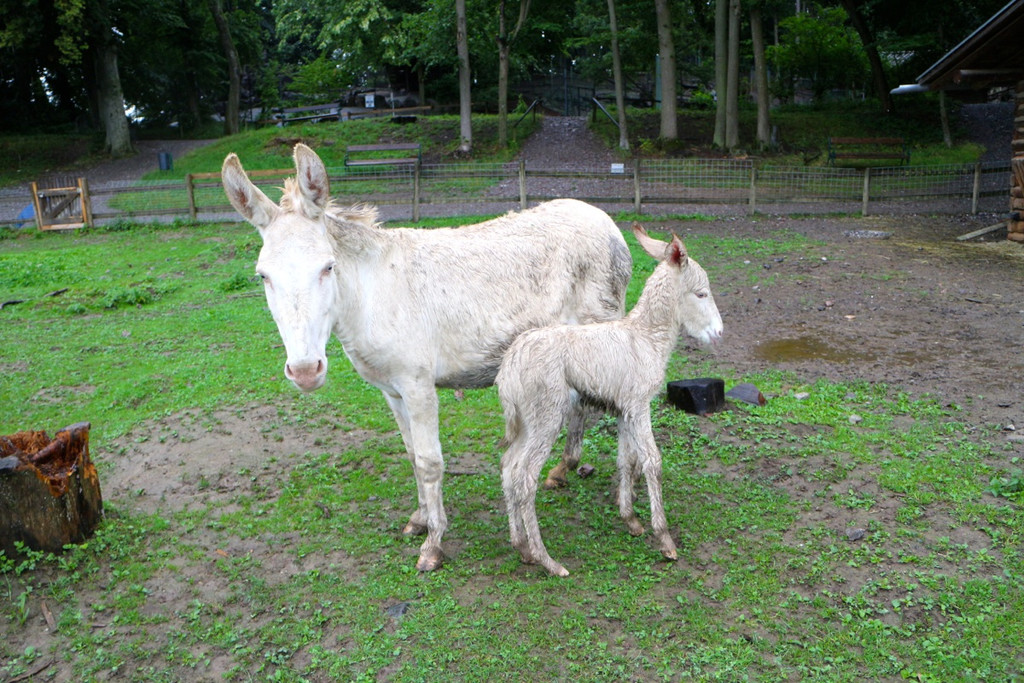 KOE_Barokesel Nachwuchs Wildpark 8.jpg