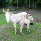 KOE_Barokesel Nachwuchs Wildpark 8.jpg