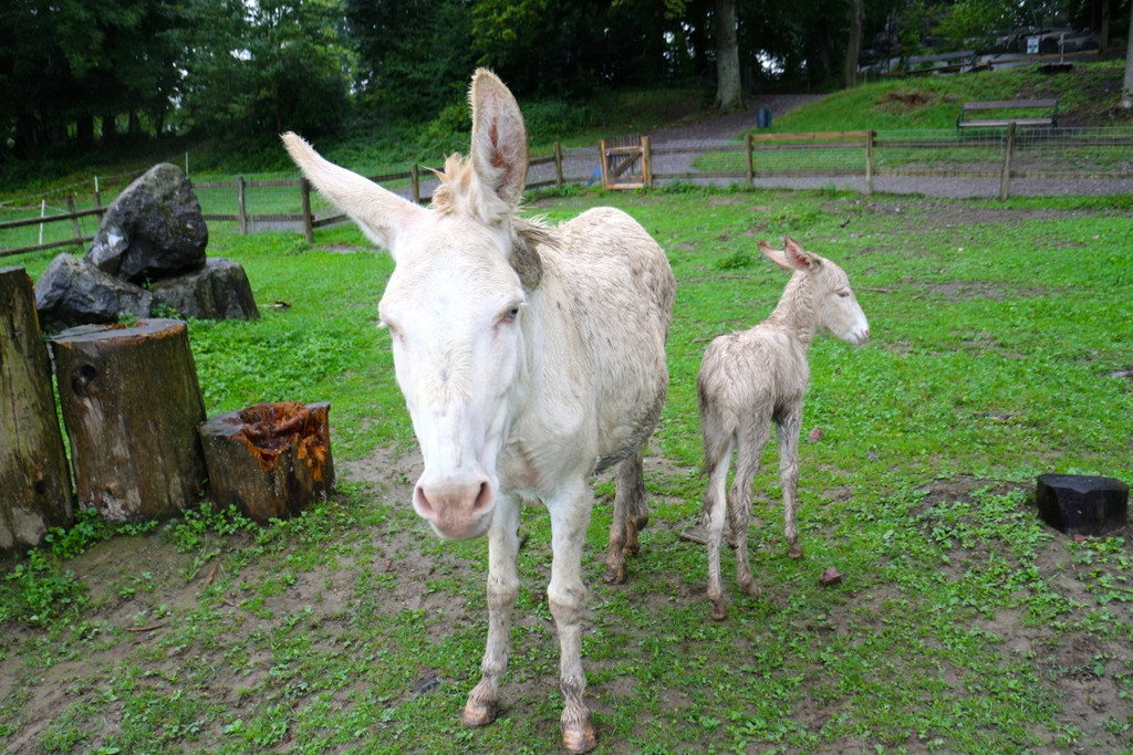 KOE_Barokesel Nachwuchs Wildpark 9.jpg