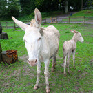 KOE_Barokesel Nachwuchs Wildpark 9.jpg
