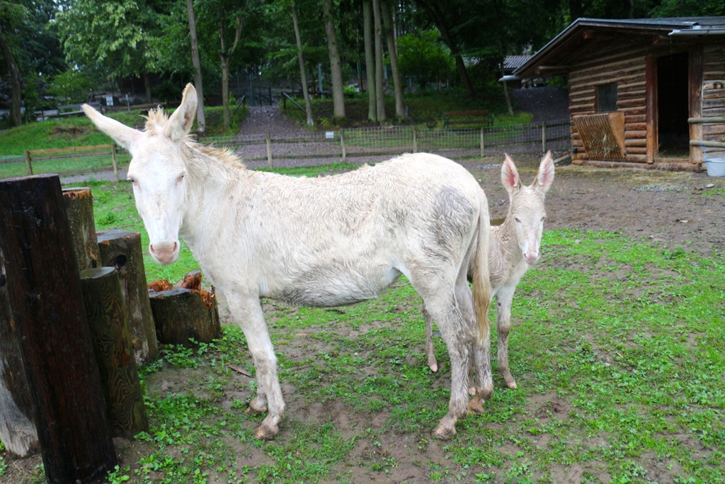 KOE_Barokesel Nachwuchs Wildpark 11.jpg