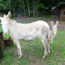 KOE_Barokesel Nachwuchs Wildpark 11.jpg