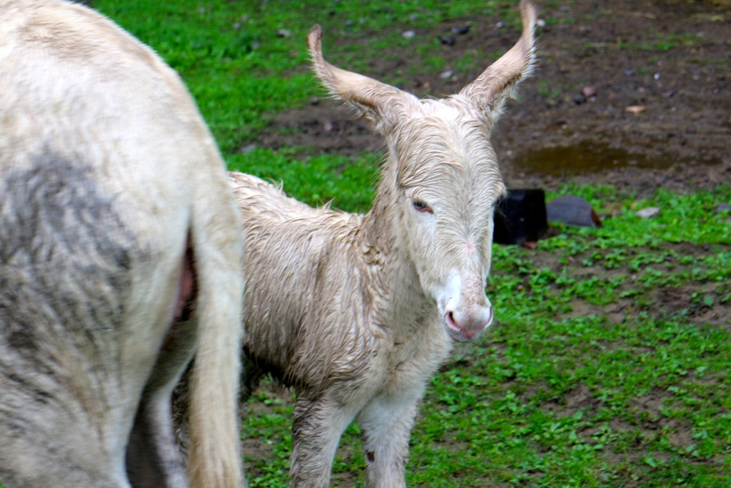 KOE_Barokesel Nachwuchs Wildpark 12.jpg
