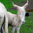 KOE_Barokesel Nachwuchs Wildpark 12.jpg