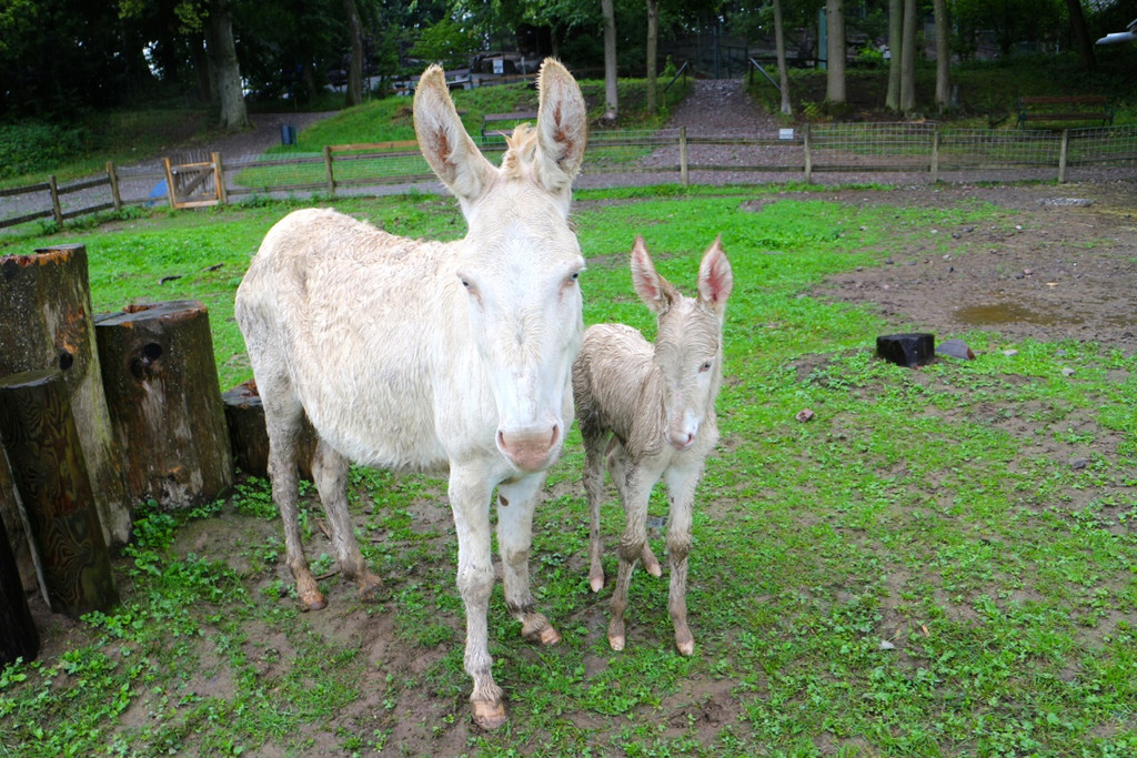 KOE_Barokesel Nachwuchs Wildpark 13.jpg